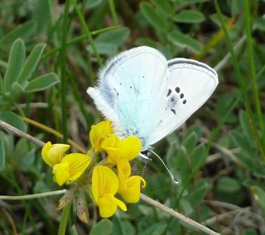 Lycaenidae da identificare